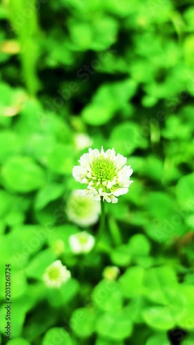 小さく揺れるクローバー・シロツメクサ（白詰草）／Small clover flowers (white clover) swaying gently.／작게 흔들리는 클로버·시로츠멕사(흰 채초)