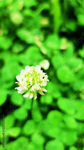 小さく揺れるクローバー・シロツメクサ（白詰草）／Small clover flowers (white clover) swaying gently.／작게 흔들리는 클로버·시로츠멕사(흰 채초)