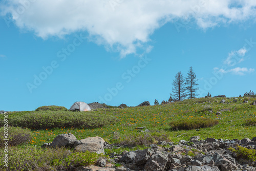 White tent on green grassland among vivid orange flowers and rocks in bright ...