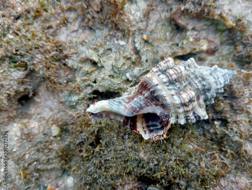 Фотография Sea shell of raw whelk, sea snails bulot, coral rock background