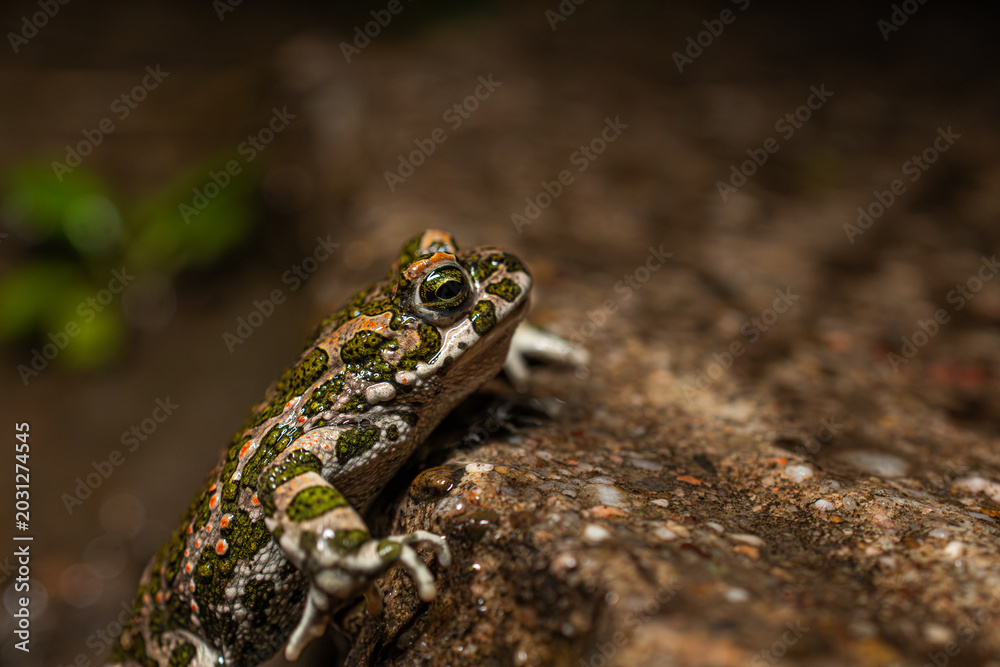 Obraz premium Wechselkröte (Bufotes viridis)BODY: Canon R5ii LENS: Canon RF 35mm 1.8 macro