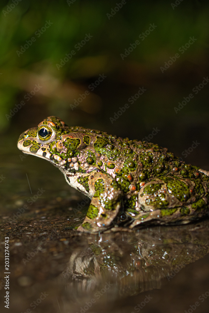 Obraz premium Wechselkröte (Bufotes viridis)BODY: Canon R5ii LENS: Canon RF 35mm 1.8 macro