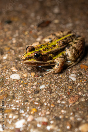 Bilde på lerret Teichfrosch (Pelophylax kl. esculentus)