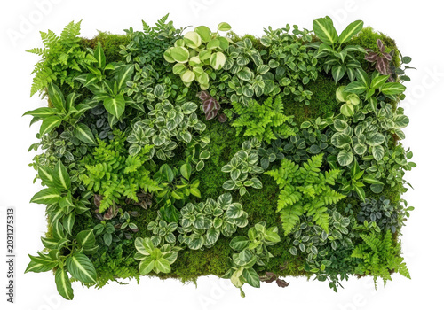 Lush green vertical garden wall with dense foliage isolated on transparent background