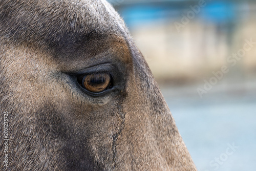 A close-up side profile of a large, muscular horse's head. The base coat colour of the hair is rose-grey. The eye of the horse is brown with a black pupil. The forehead has a star-shaped white spot. T
