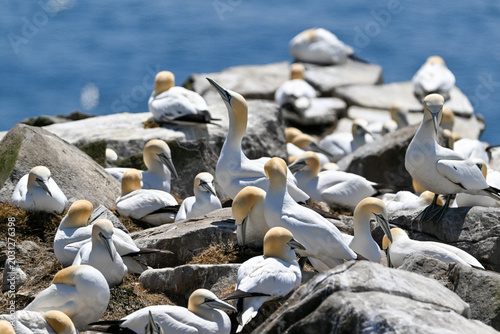 Obraz na płótnie A colony of adult Northern gannets perched on a large rock