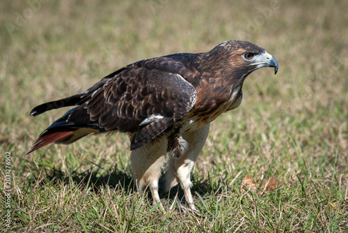 Quadro em tela An adult red-tailed hawk perched on grass
