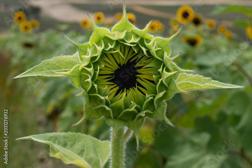 Macro of a young common sunflower bud with large green leaves surrounding the seed head growing in a field.  The garden plant has vibrant green leaves with a yellow vein. The unopened seedling head is