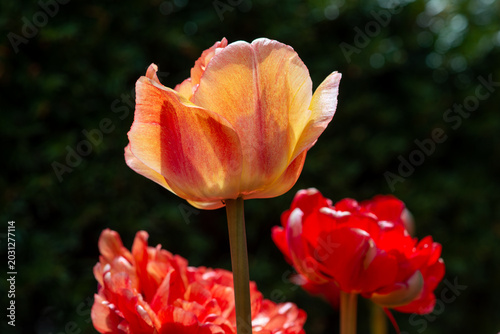 Three blooming tulips growing in a garden with the sun shining on the red and yellow bulb flowers. The background is deep green. The ruffled petals on the Princess Irene tulips are illuminous. The ste