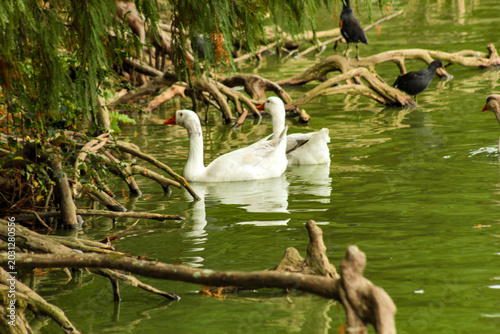 Fotografi Some white ducks in a lake in Barigui Park, in the city of Curitiba, capital of the state of Paraná, southern Brazil