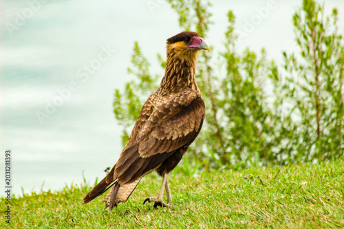 Foto The Roadside Hawk, scientifically known as Rupornis magnirostris, is predominant in Brazil, occurring throughout the national territory, including in Curitiba, Pará, and southern Brazil