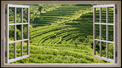 View of lush green rice terraces through an open window on a sunny day