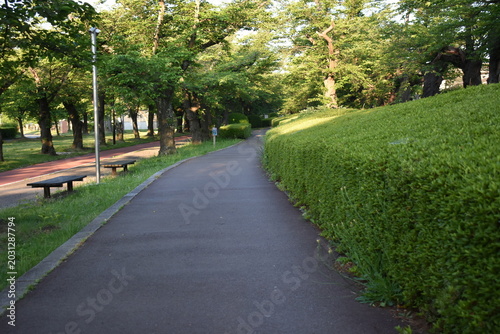 Morning walking path surrounded by fresh green trees in a quiet park