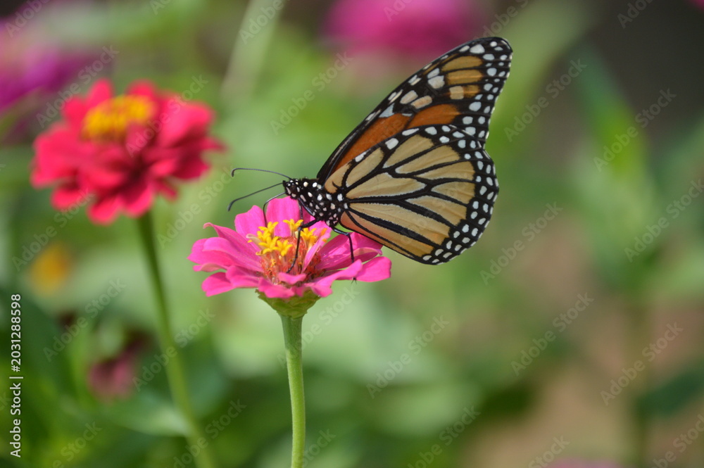 Obraz premium Monarch Butterfly Feeding From Pink Zinnia with Copy Space