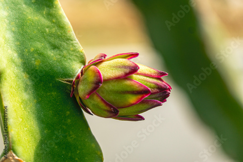 Exotic dragon fruit growing on a cactus vine in a tropical orchard farm.