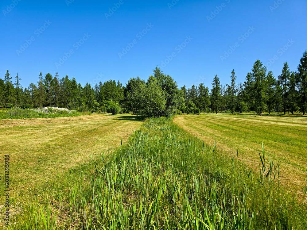 Obraz premium Scenic Botanical Garden Landscape with Lush Flora and Serene Paths