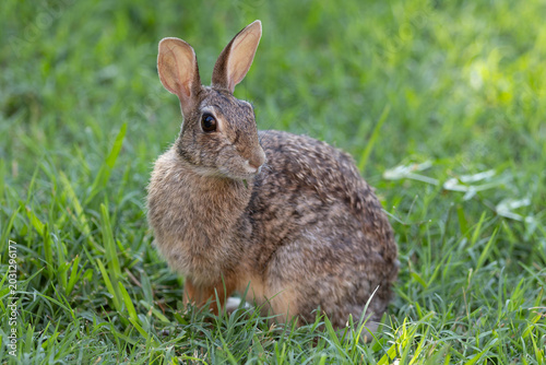 Beautiful Cute Rabbit posing