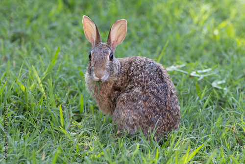 Cute Rabbit eating grass