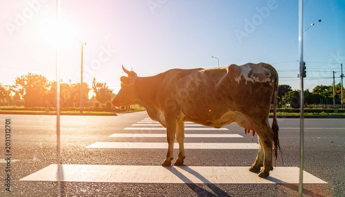 道路にいる牛