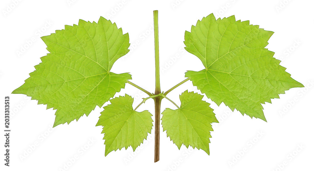 Fototapeta premium Vibrant Green Grapevine Leaves Isolated on White Background - Fresh Spring Growth
