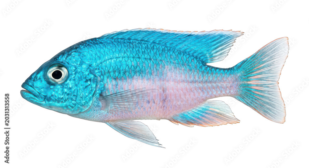 Fototapeta premium Vibrant Blue Cichlid Fish Isolated on White Background