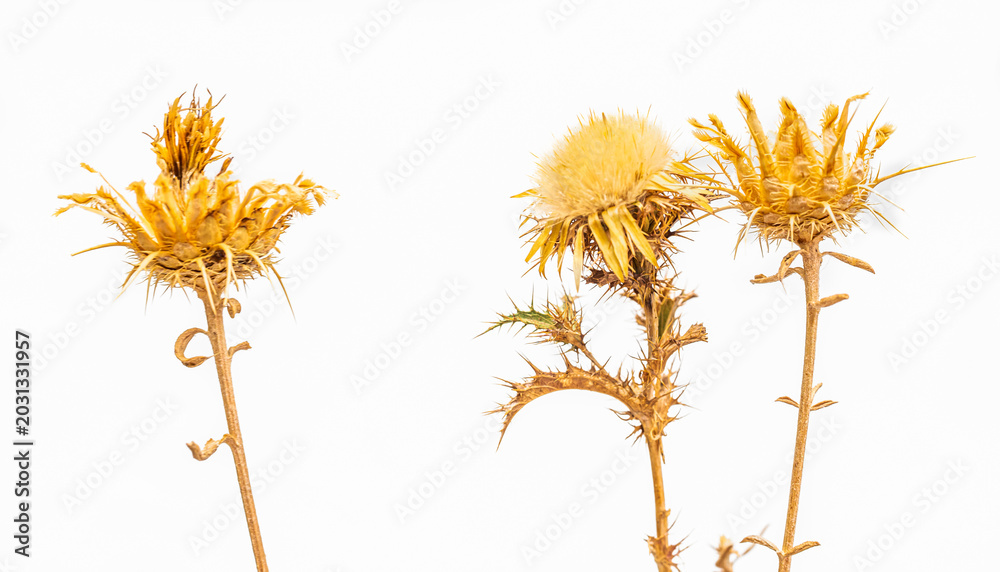 Obraz premium Flower, rose, agony, withered, natural design