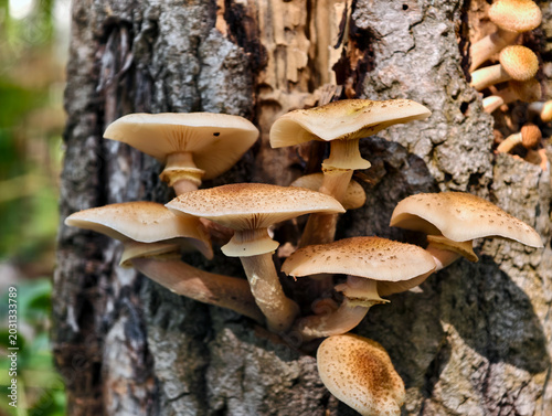 Bild auf Leinwand A group of edible honey fungi Armillaria mellea on the bark of pine tree in a forest