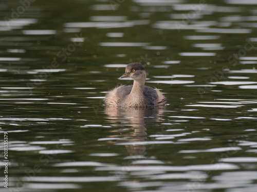 Bild auf Leinwand Australasian Grebe (Tachybaptus novaehollandiae) swimming alone in a brackish la