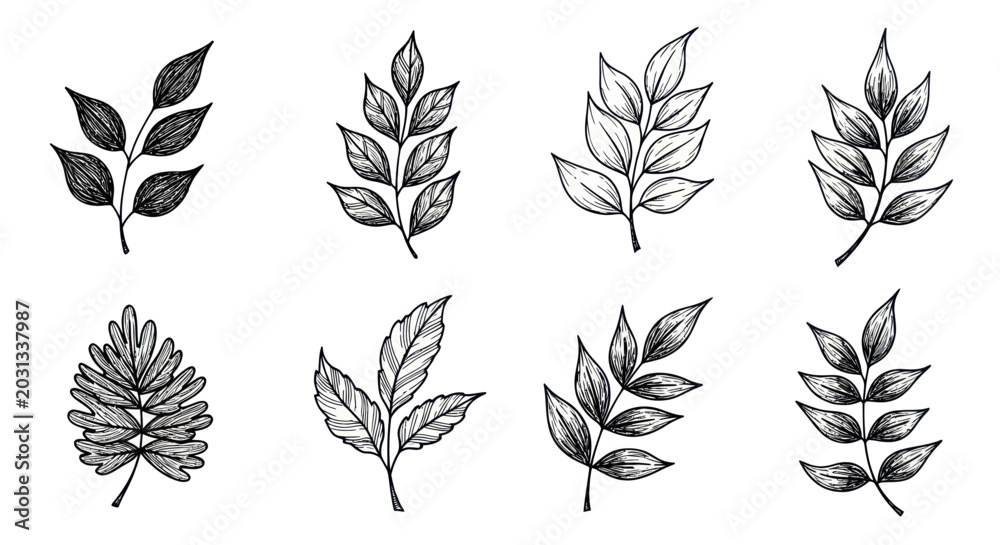 Obraz premium Hand Drawn Botanical Elements: Leaf Sprigs and Branches Sketch