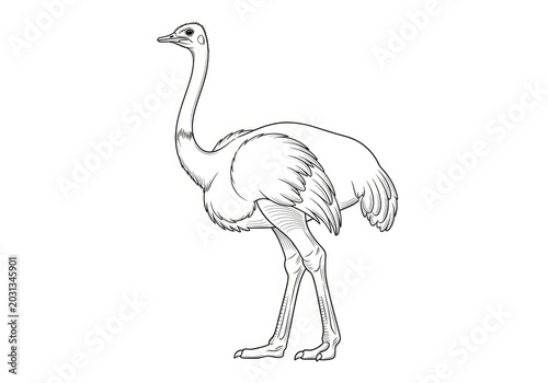 An ostrich stands upright on its long legs. The bird has a long neck and a small head.