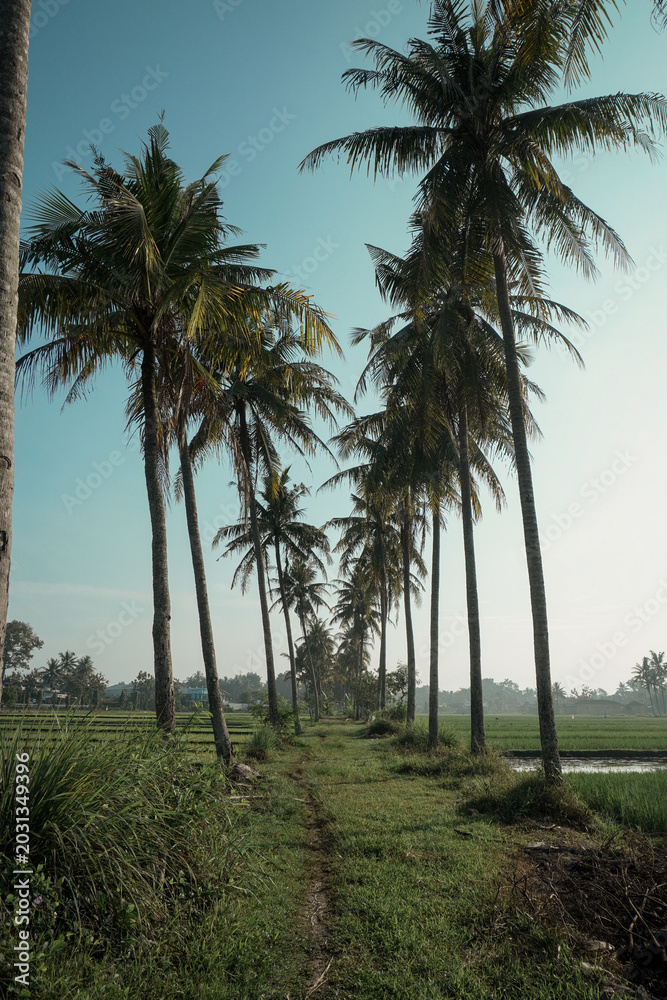 Obraz premium palm trees against blue sky