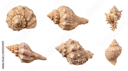 Canvas Print Natural seashells, including conch and spiral forms, with distinct textures, isolated on a transparent background