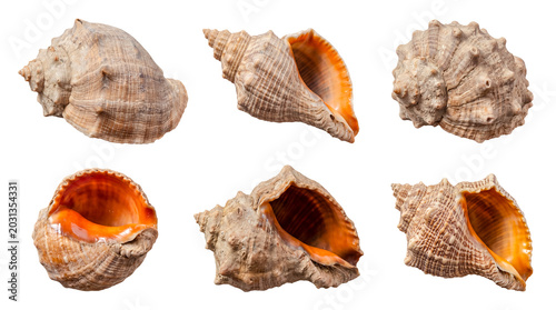 Schilderij op canvas Assortment of diverse marine sea shells, photographed with an alpha channel for versatile design applications