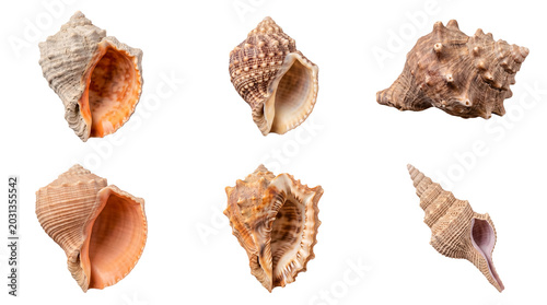 Cuadro en lienzo Natural seashells, including conch and spiral forms, with distinct textures, isolated on a transparent background