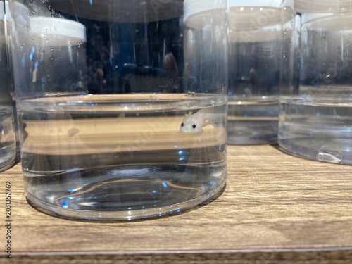 An aquarium with an axolotl