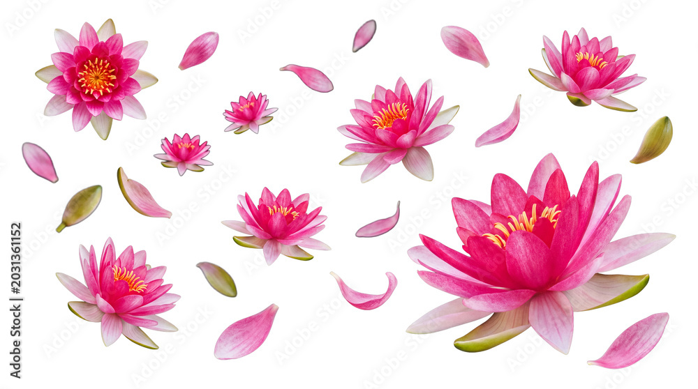 Fototapeta premium Beautiful pink water lilies in various sizes with scattered petals and leaves on a transparent background for design.