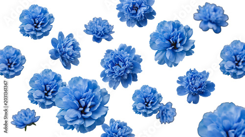 Tableau sur toile Elegant blue peony flowers, in various sizes, gracefully arranged and isolated on a transparent background for artistic