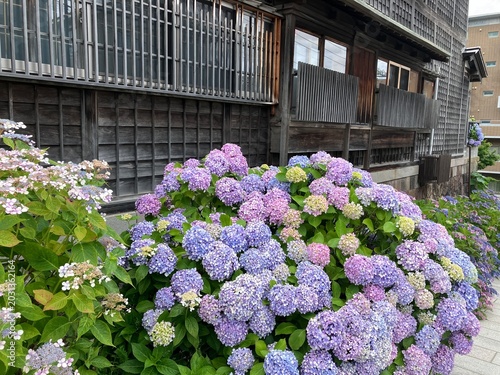 函館に咲く鮮やかなグラデーションのアジサイ