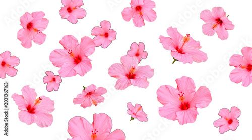Fotografija Beautiful pink hibiscus flowers in full bloom, scattered gracefully and isolated on a transparent background