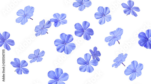 Tableau sur toile Beautiful blue plumbago flowers with subtle green stems, isolated on a transparent background, scattered naturally