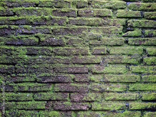 Fotografie Horizontal old brick walls covered in green moss and small plants evoke a natura