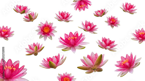 Photos Many vibrant pink water lily flowers in different orientations.