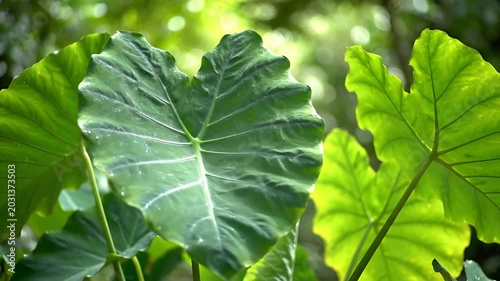 Lush Green Elephant Ear Leaves Bathed in Soft Sunlight.