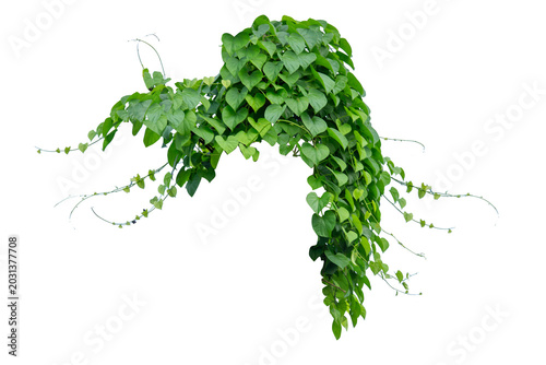 plants ivy. Vines on white background with copy space and clipping path.