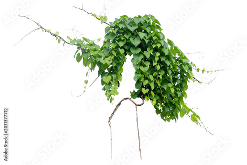 plants ivy. Vines on white background with copy space and clipping path.