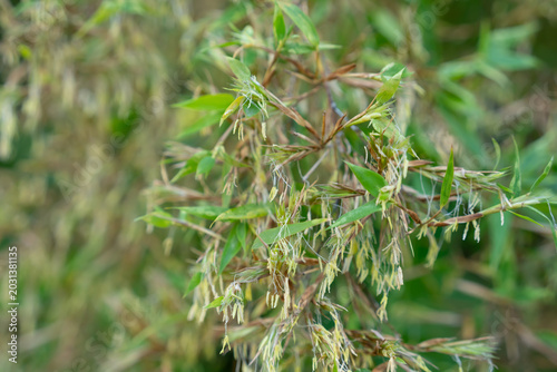 Bild auf Leinwand 竹の花