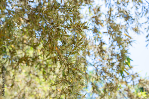 Photos 竹の花