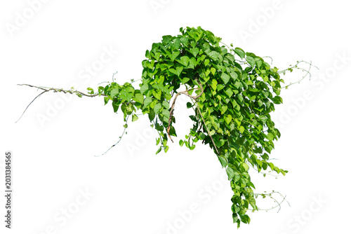 plants ivy. Vines on white background with copy space and clipping path.