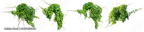 plants ivy. Vines on white background with copy space and clipping path.