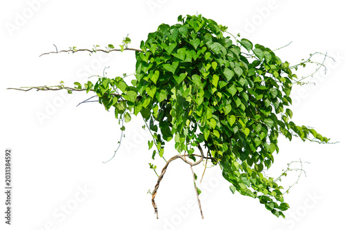plants ivy. Vines on white background with copy space and clipping path.